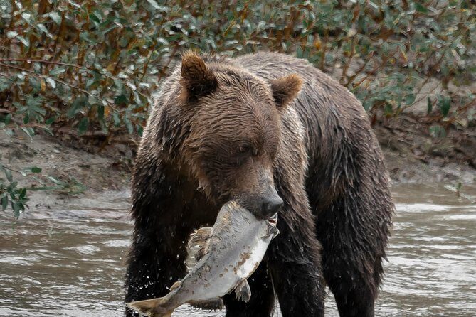 Great Bears of Bute: Grizzly Bear Viewing & Indigenous Cultural Tour - The Culture Component You Can’t Fake