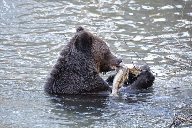 Great Bears of Bute: Grizzly Bear Viewing & Indigenous Cultural Tour - Guides That Make or Break the Day