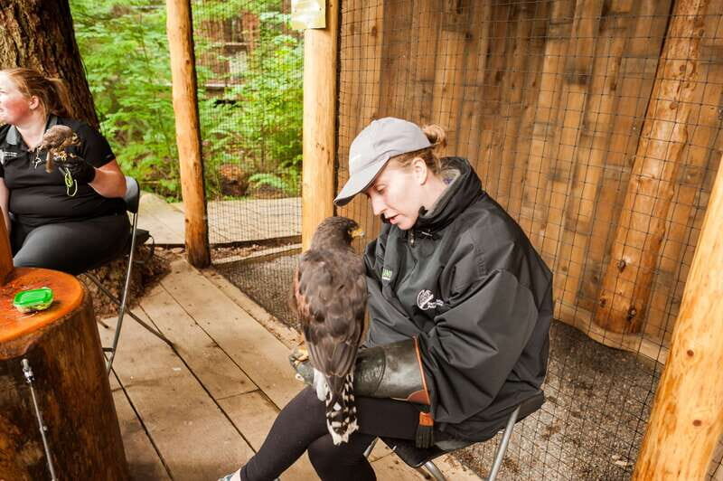 Grouse Mountain, Capilano Bridge & Fish Hatchery Tour - Who should book this combo tour (and who shouldn’t)
