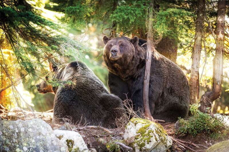 Grouse Mountain Skyride Admission Ticket - Grouse Mountain: why this day trip works so well