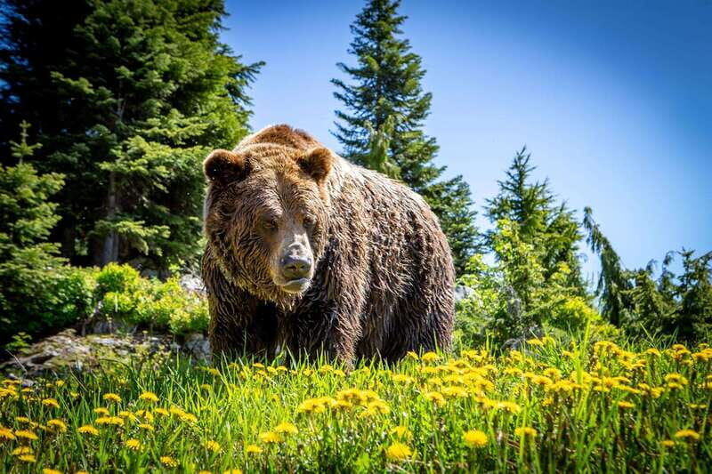 Grouse Mountain Skyride Admission Ticket - At the Peak: wildlife, shows, and self-guided time that actually feels free