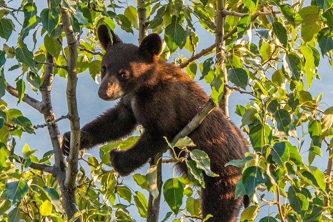 Jasper Evening Wildlife Tour - Key things that make this Jasper evening wildlife tour worth it