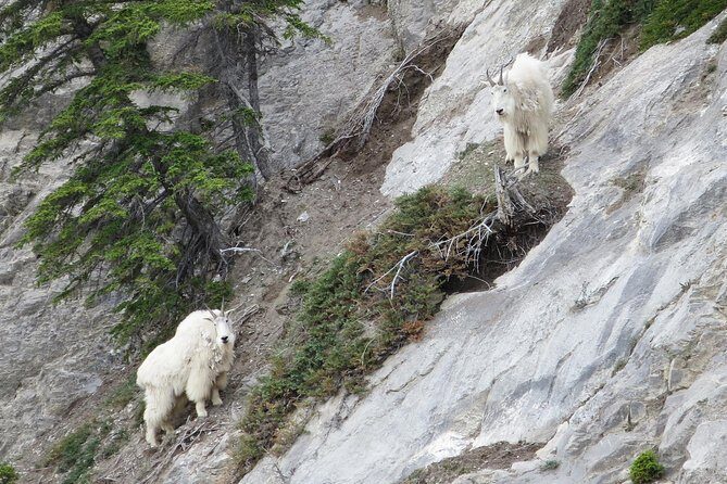Jasper Evening Wildlife Tour - Stop 1 at the Maligne Adventures area: where the evening search starts
