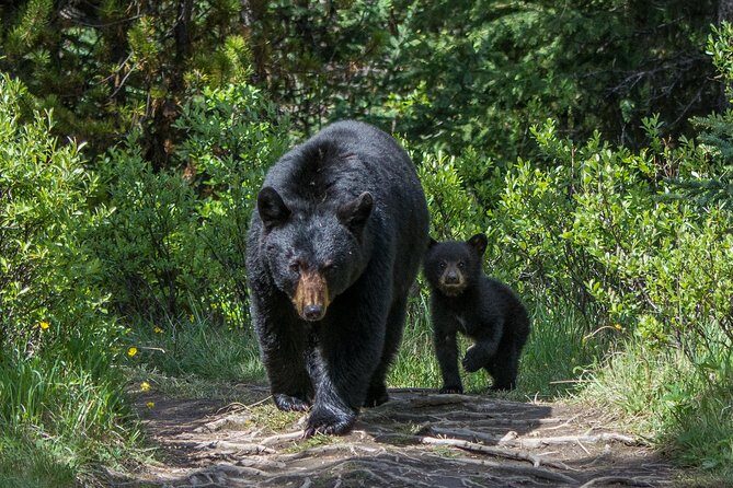 Jasper Evening Wildlife Tour - Seasonal wildlife viewing spots: bears, goats, elk, moose, and eagles