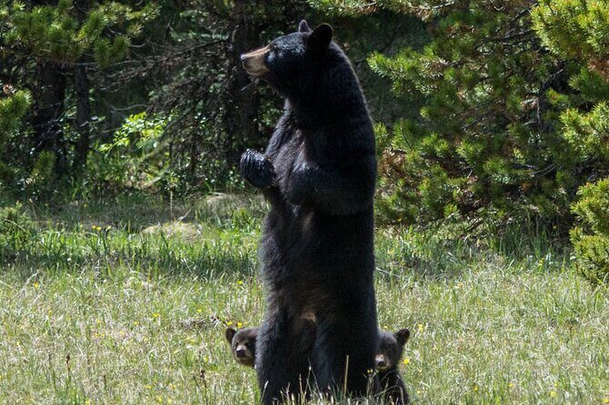 Jasper Evening Wildlife Tour - What to do if you don’t see the big names (and why it can still be worth it)
