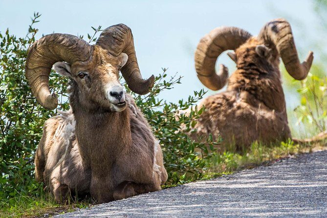 Jasper Evening Wildlife Tour - From your hotel to Two Brothers Totem Pole: getting there without stress