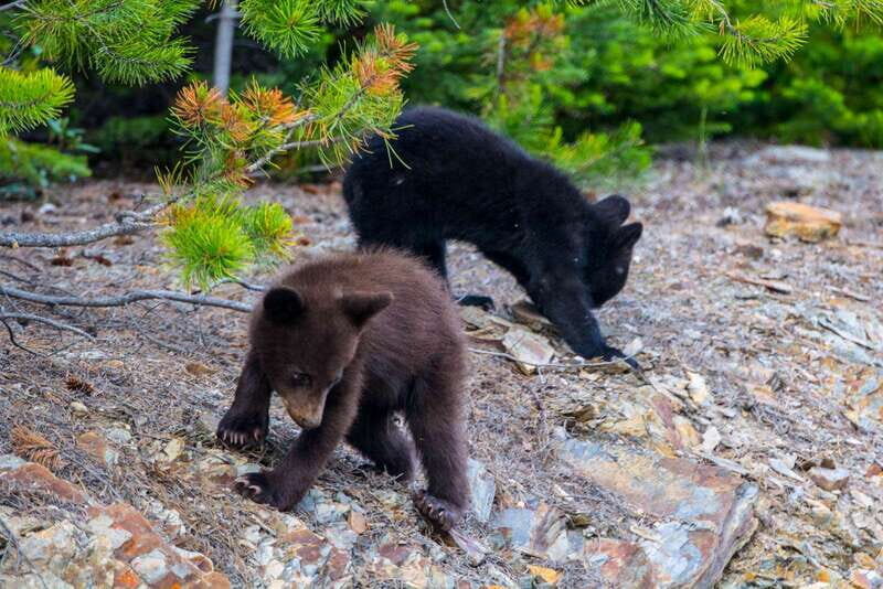Jasper National Park: Evening or Morning Wildlife Watch Tour - Practical Expectations: What to Keep in Mind Before You Book