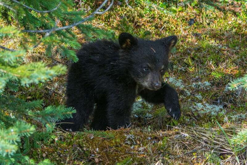 Jasper National Park: Evening or Morning Wildlife Watch Tour - Meeting Point and Pickup: Starting Easy in Jasper