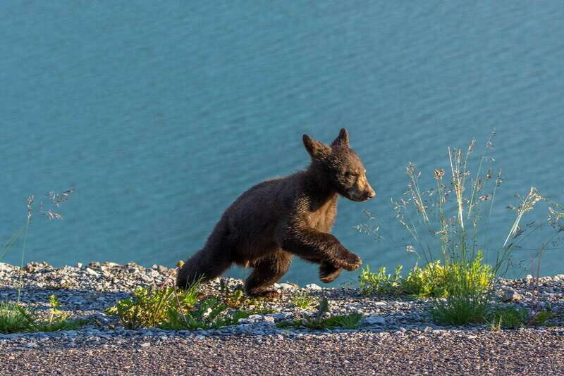 Jasper National Park: Evening or Morning Wildlife Watch Tour - Morning vs Evening: When Wildlife Behavior Works in Your Favor