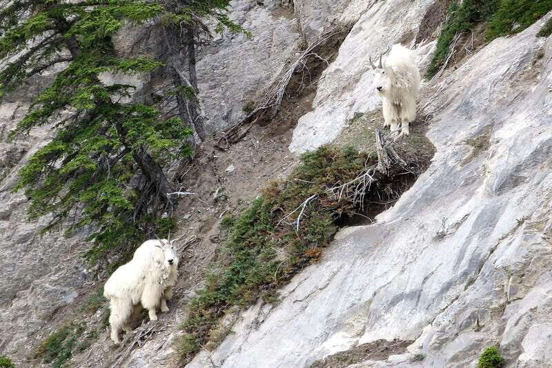 Jasper National Park: Evening or Morning Wildlife Watch Tour - Short Walks, Photo Moments, and the Coach Comfort Factor