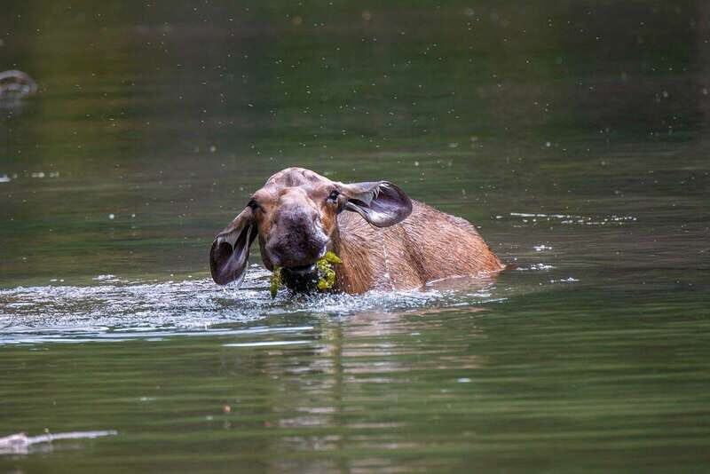 Jasper National Park: Evening or Morning Wildlife Watch Tour - Price and Value: Is $63 Worth It?