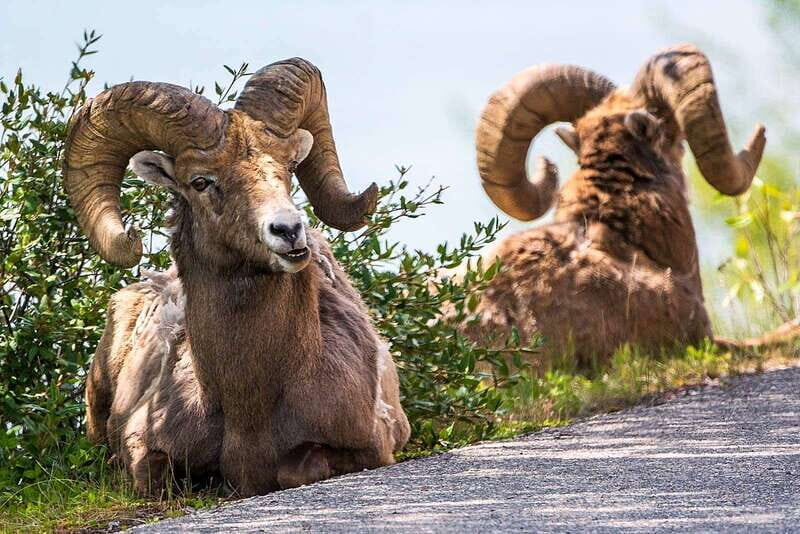 Jasper National Park: Evening or Morning Wildlife Watch Tour - Comfort, Group Size, and Who This Tour Fits Best