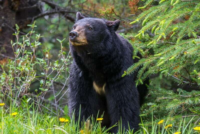 Jasper National Park: Evening or Morning Wildlife Watch Tour - On the Road in the Rocky Mountains: How the Guide Actually Finds Animals