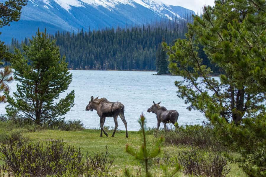 Jasper: Wildlife and Sightseeing Tour with Lakeshore Hike - How This Jasper Wildlife Tour Really Works (6 Hours, One Minibus)
