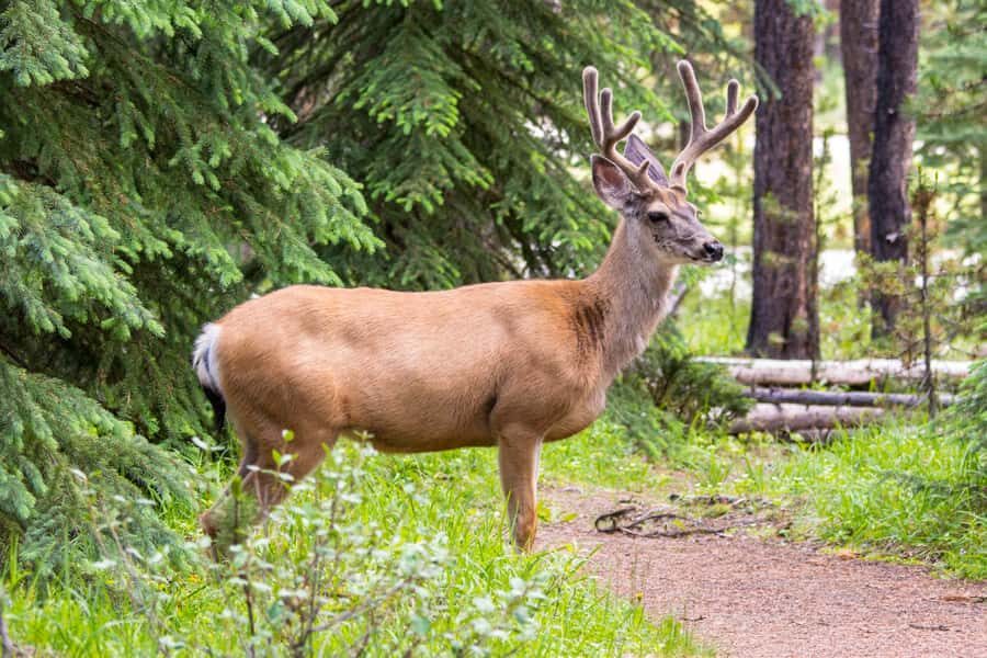 Jasper: Wildlife and Sightseeing Tour with Lakeshore Hike - When Wildfires Close the Waterfalls: Watching Maligne Canyon Change