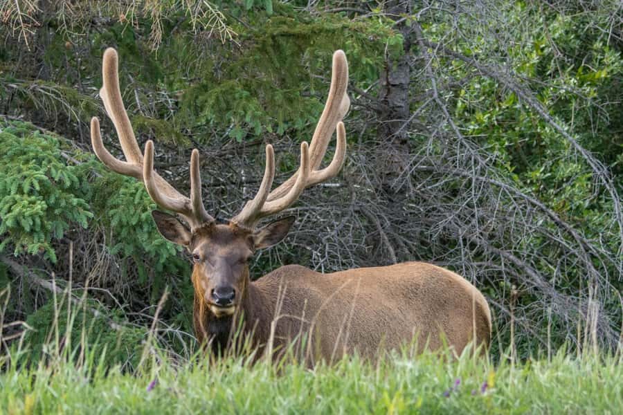 Jasper: Wildlife and Sightseeing Tour with Lakeshore Hike - Who This Tour Fits Best (And Who Should Skip It)