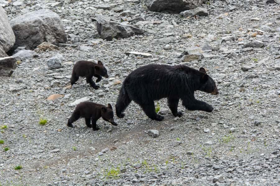 Jasper: Wildlife and Sightseeing Tour with Maligne Cruise - Maligne Canyon waterfalls closure: what changes and how you still get the viewpoint
