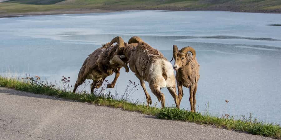 Jasper: Wildlife and Sightseeing Tour with Maligne Cruise - Weather and comfort: how this tour handles cold, rain, and fog