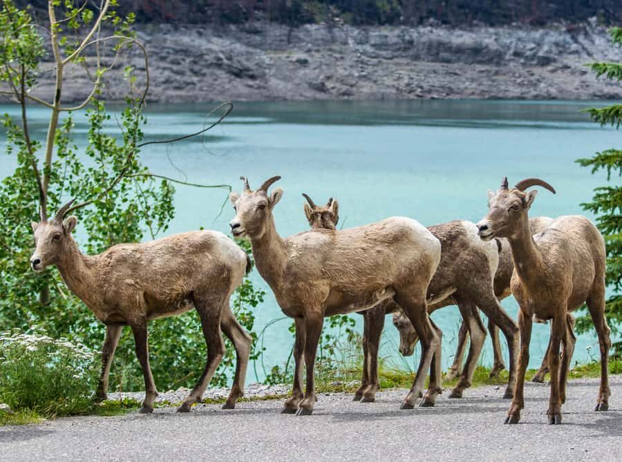 Jasper: Wildlife and Waterfalls Tour with Lakeshore Hike - Maligne Lake Day Lodge and the Lakeshore Walk You’ll Actually Enjoy