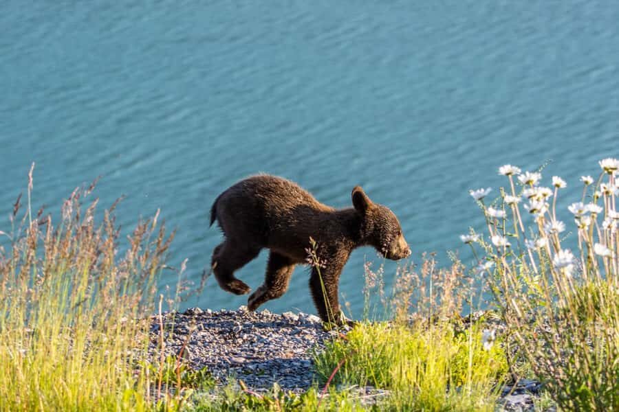 Jasper: Wildlife and Waterfalls Tour with Lakeshore Hike - Six Hours in the Maligne Valley: The Big Plan