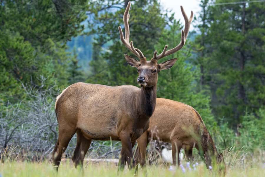 Jasper: Wildlife and Waterfalls Tour with Maligne Cruise - Jasper wildlife and Maligne Valley: why this works as a single day