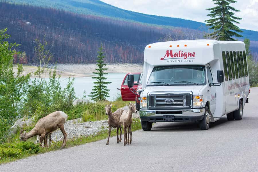 Jasper: Wildlife and Waterfalls Tour with Maligne Cruise - Medicine Lake’s disappearing-lake mystery: short stop or longer lakeshore time