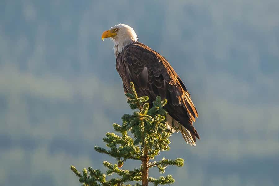 Jasper: Wildlife and Waterfalls Tour with Maligne Cruise - The Maligne Lake cruise to Spirit Island: 90 minutes that actually feel like a break