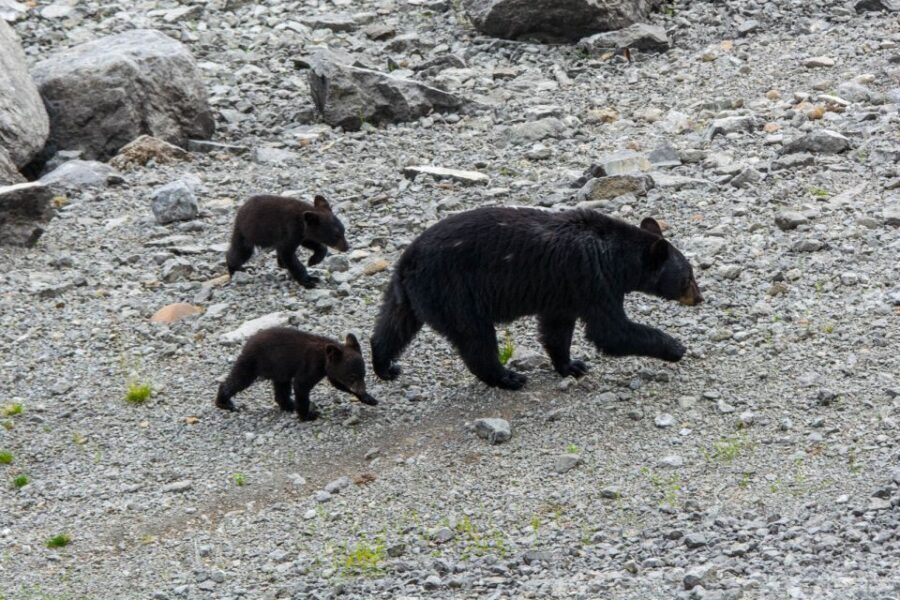 Jasper: Wildlife and Waterfalls Tour with Maligne Cruise - Price and value: $155 buys a lot more than the bus ride