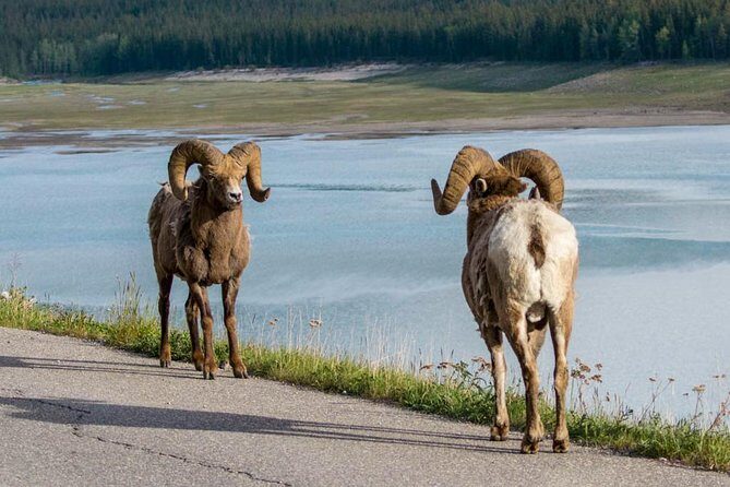 Jasper Wildlife & Sightseeing Tour with Maligne Lake Cruise - The Spirit Island cruise: the main event done right