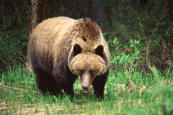 Jasper Wildlife & Sightseeing Tour with Maligne Lake Cruise - Fire recovery is part of the story here