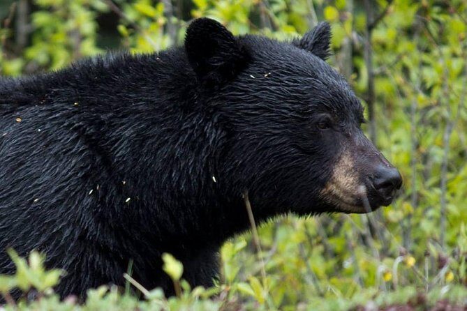 Jasper Wildlife & Sightseeing Tour with Maligne Lake Cruise - Getting to the park: pickup, timing, and how the day flows