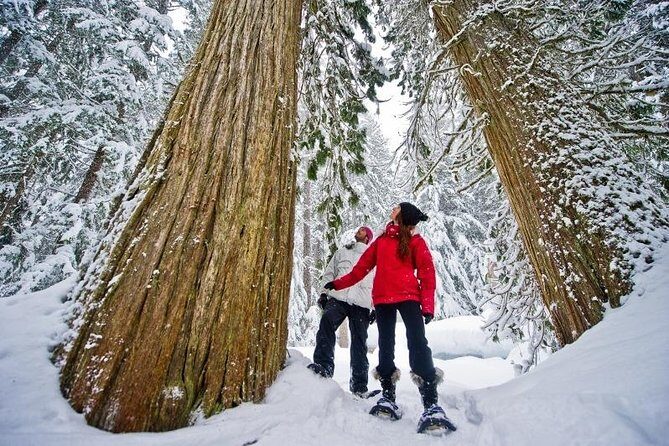 Medicine Trail Snowshoe Tour - Key highlights worth planning for