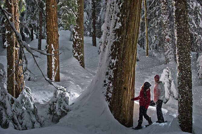 Medicine Trail Snowshoe Tour - The forest payoff: giant cedar, hemlock, and fir under snowfall