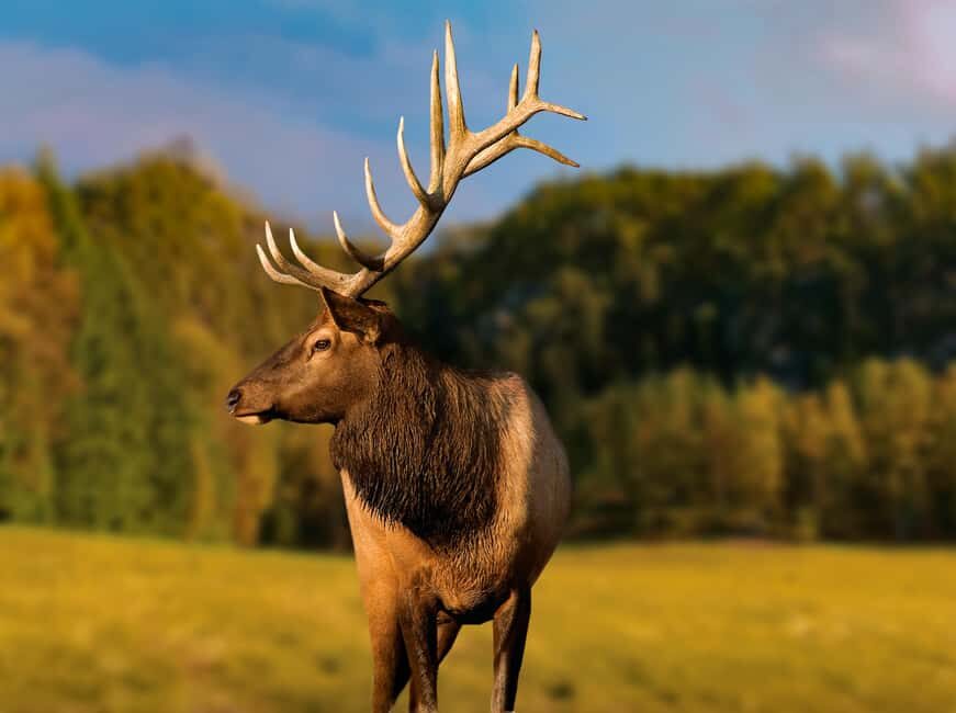 Montebello, QC: General Admission to Parc Omega - Feeding deer carrots: fun rules and one safety reality