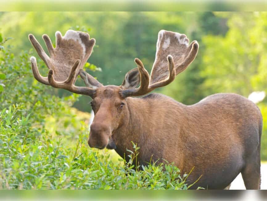 Montebello, QC: General Admission to Parc Omega - First Nations Trail and the park’s cultural stops
