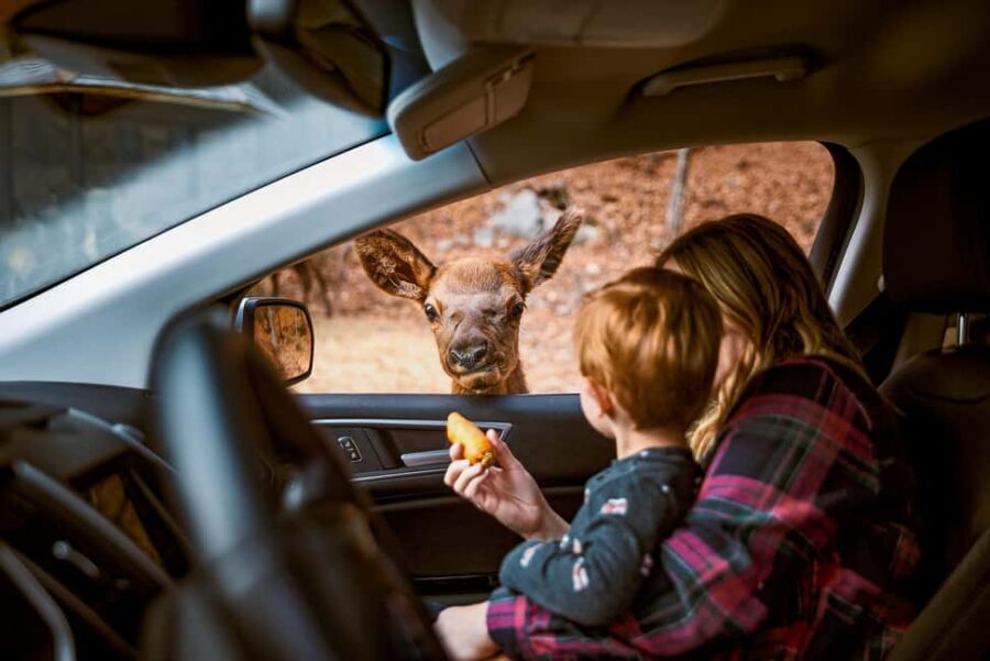 Montebello, QC: General Admission to Parc Omega - Trading post, old farm, and sugar shack timing