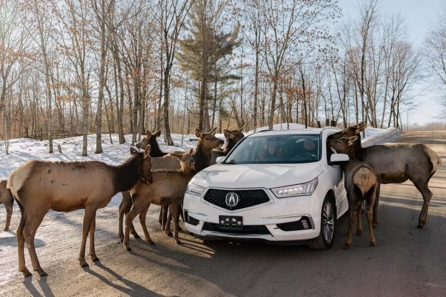 Montebello, QC: General Admission to Parc Omega - When to plan your visit: seasonal hours that matter