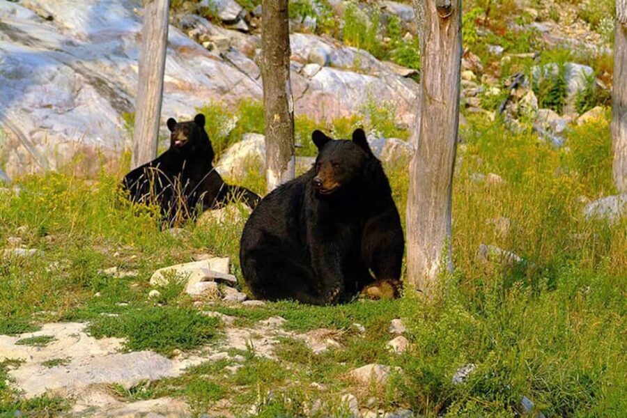 Montebello, QC: General Admission to Parc Omega - Practical tips to make the day smoother