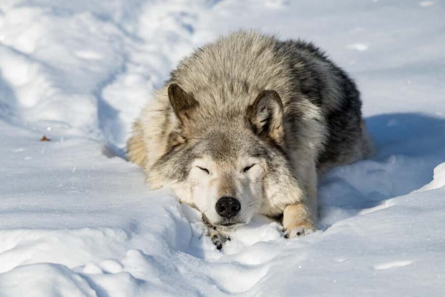 Montebello, QC: General Admission to Parc Omega - Who should book Parc Oméga general admission
