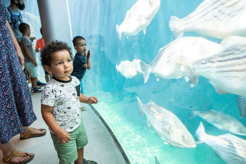 Montreal: 5 Attractions Pass - Price and Logistics: Is $72 Good Value in Real Life?