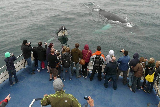 Newfoundland Puffin and Whale Watch Cruise - Key things I’d watch for on this cruise
