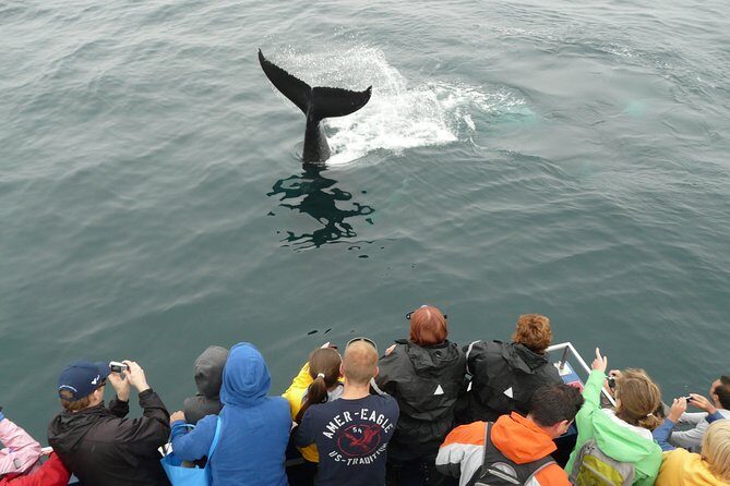 Newfoundland Puffin and Whale Watch Cruise - Why Witless Bay feels different the moment you leave the dock