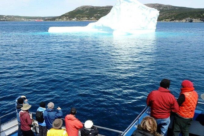 Newfoundland Puffin and Whale Watch Cruise - The catamaran comfort that matters when conditions change