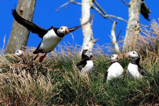 Newfoundland Puffin and Whale Watch Cruise - Wildlife watching: what you’ll likely see in the reserve