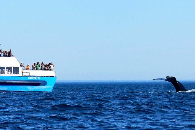 Newfoundland Puffin and Whale Watch Cruise - How the stops work and why they’re worth your attention