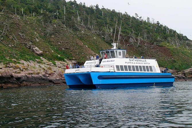 Newfoundland Puffin and Whale Watch Cruise - Live commentary and the Newfoundland vibe onboard