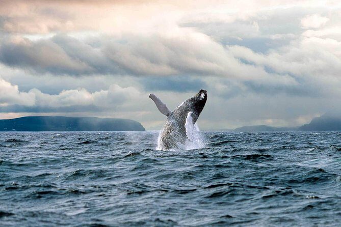 Newfoundland Puffin and Whale Watch Cruise - Whale sightings: how to set your expectations and improve your odds