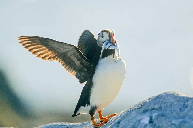 Newfoundland Puffin and Whale Watch Cruise - Price and value: what $94.06 gets you in real terms