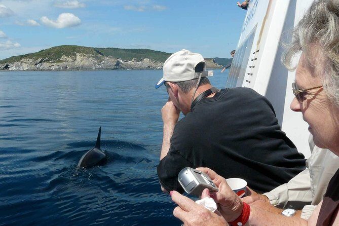 Newfoundland Puffin and Whale Watch Cruise - Iceberg Alley and the Greenland-to-Newfoundland story