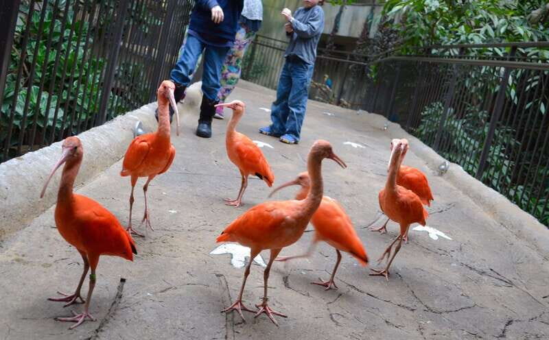 Niagara Falls, Canada: Bird Kingdom Entry Ticket - Key things I’d prioritize before you go